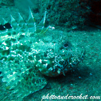 Scorpionfish