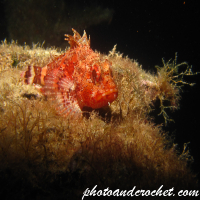 Scorpionfish