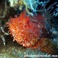 Scorpionfish - Image