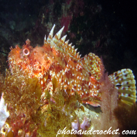 Scorpionfish - Image