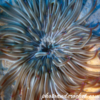 Sea anemone