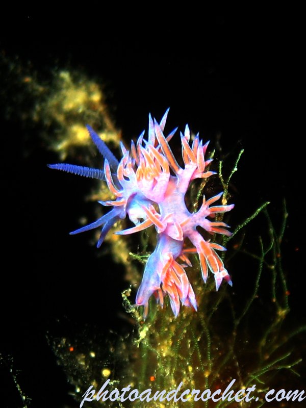 Nudibranch - Image