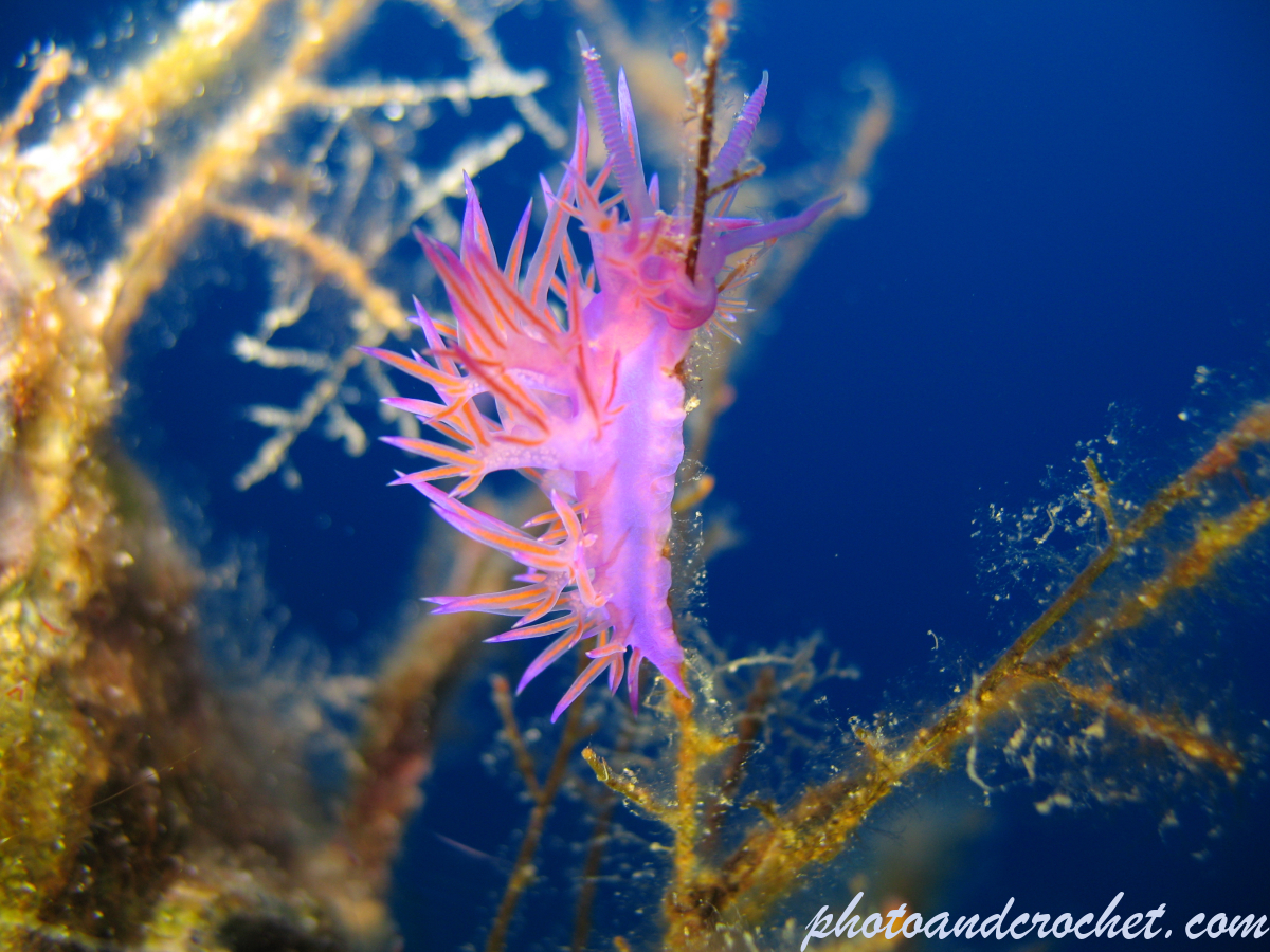 Nudibranch - Image