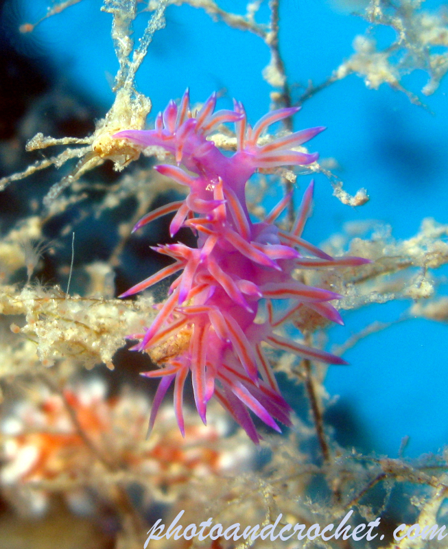 Nudibranch - Image