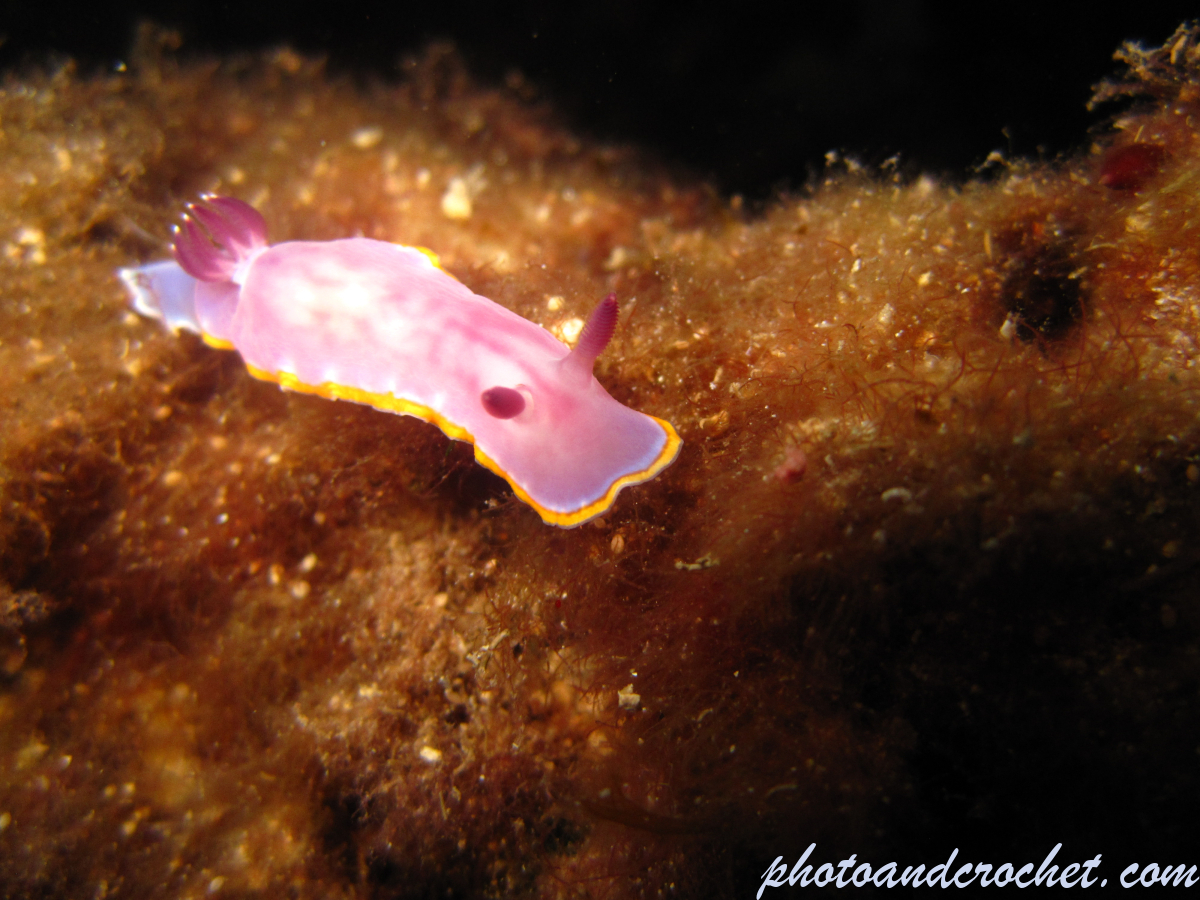 Nudibranch - Image