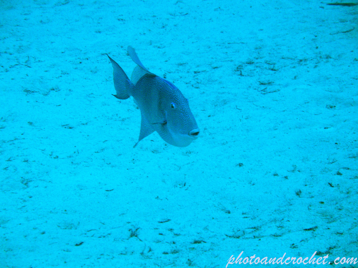 Triggerfish - Image