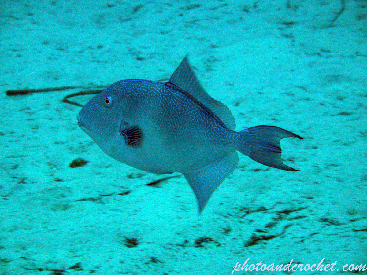 Triggerfish - Image