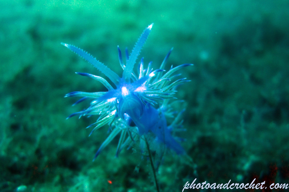 Nudibranch - Image