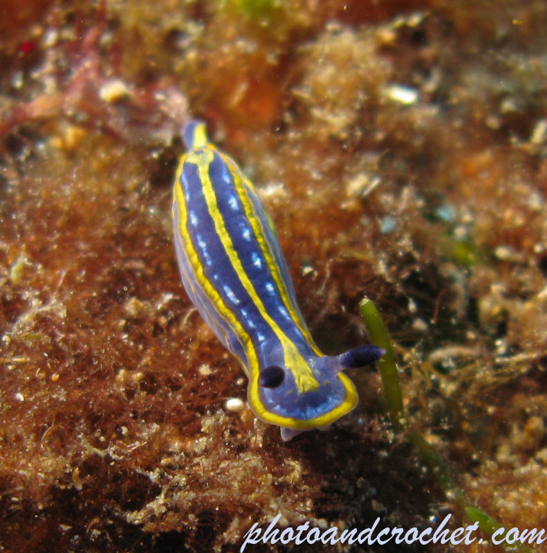 Nudibranch - Image