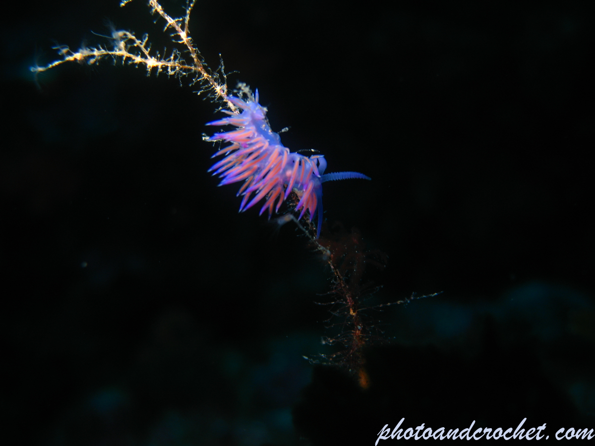 Nudibranch - Image