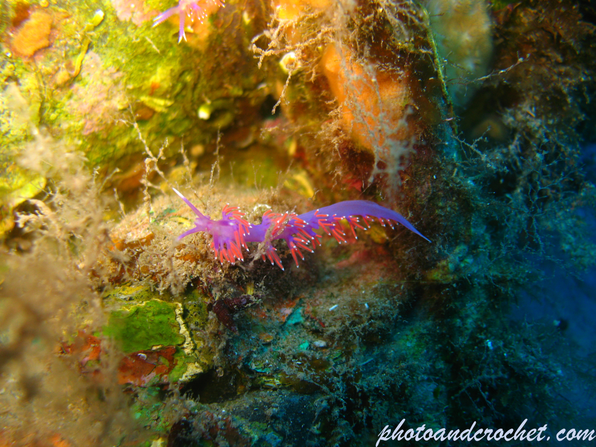 Nudibranch - Image