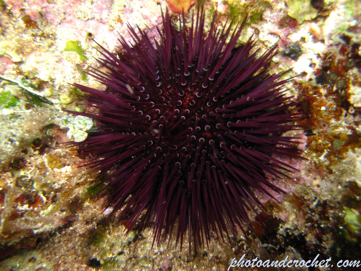 Black sea urchin - Image