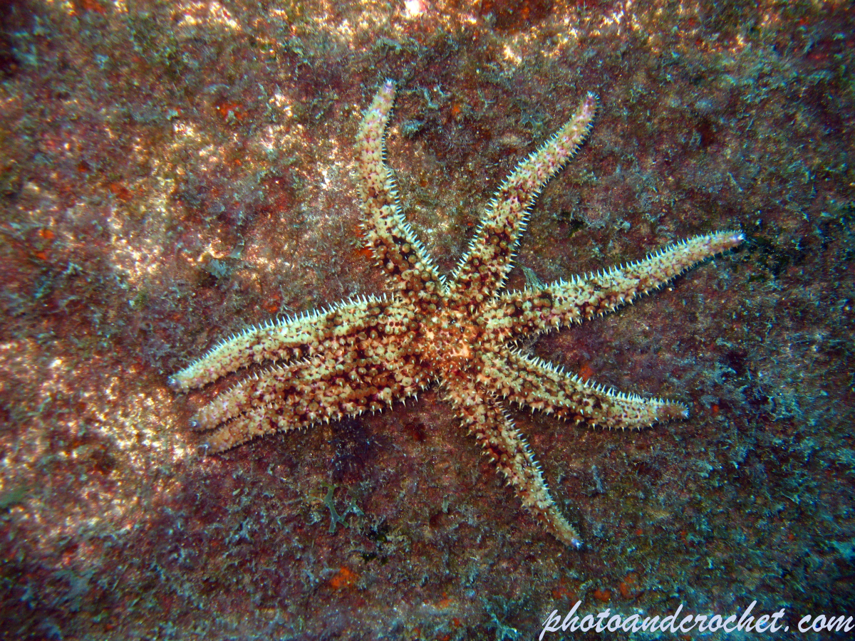 Coscinasteria tenuispina - Image