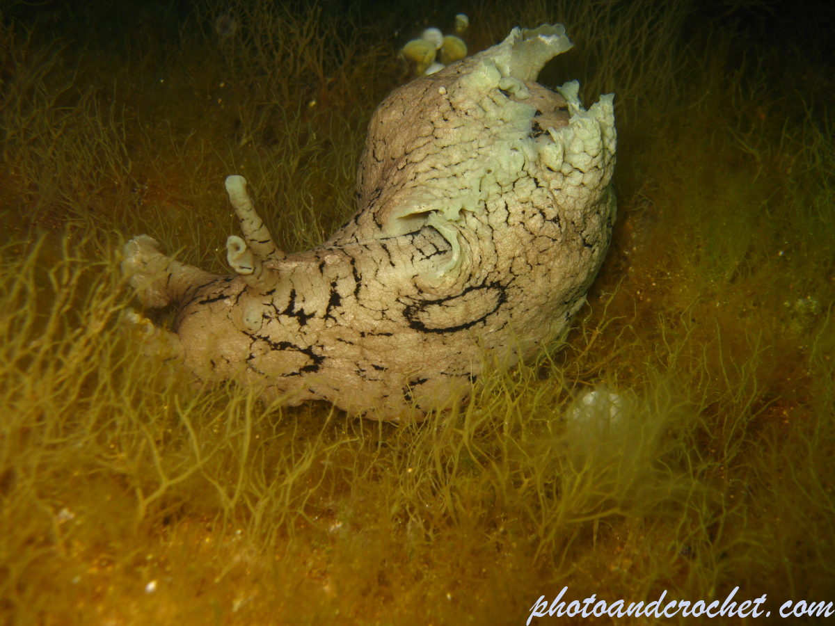 Sea hare - Image