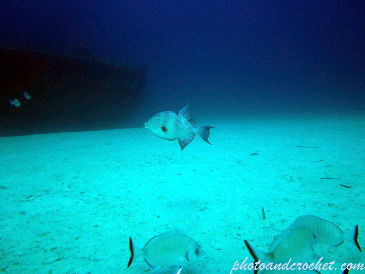 Triggerfish - Image