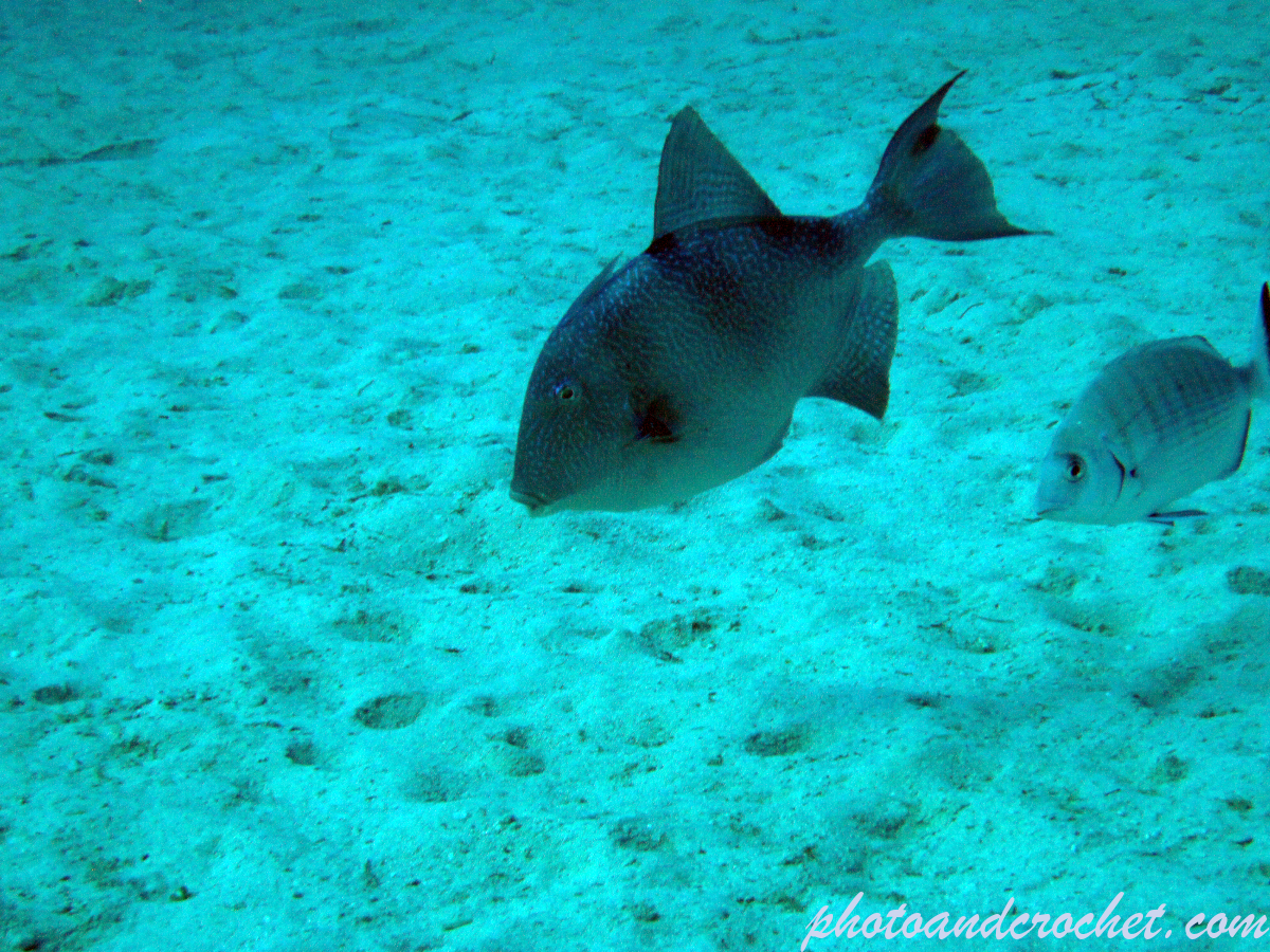 Triggerfish - Image