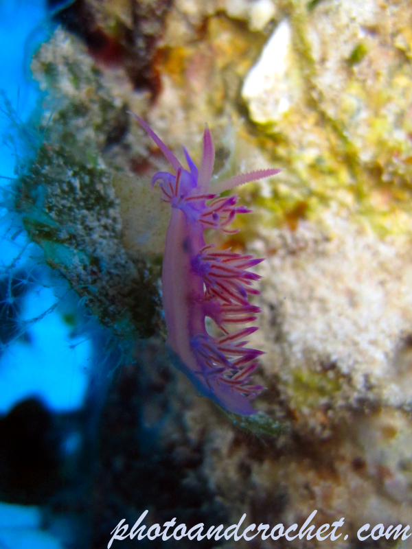 Nudibranch - Image