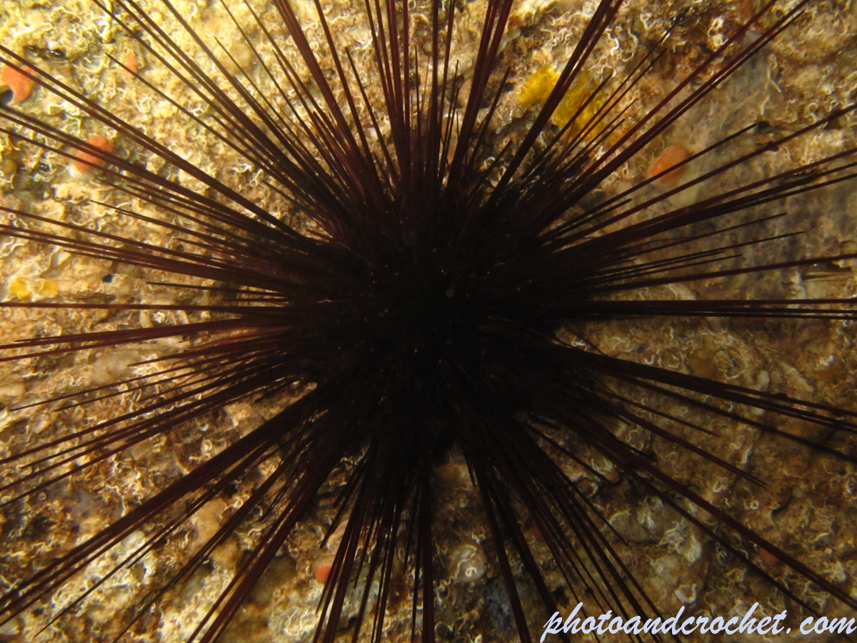 Long-spined black sea urchin - Image