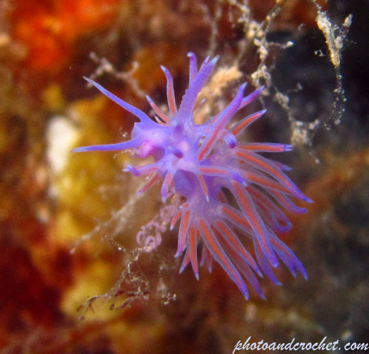 Nudibranch - Image