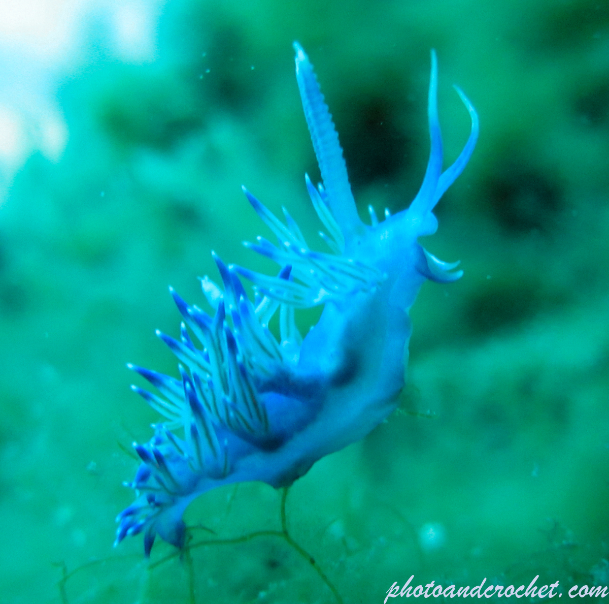 Nudibranch - Image