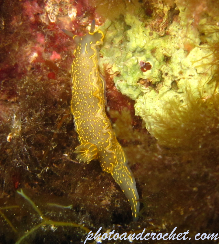 Nudibranch - Image