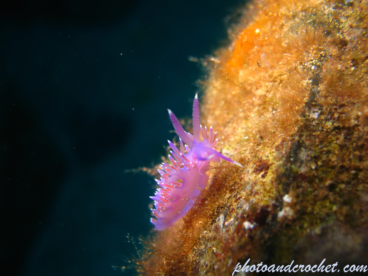 Nudibranch - Image
