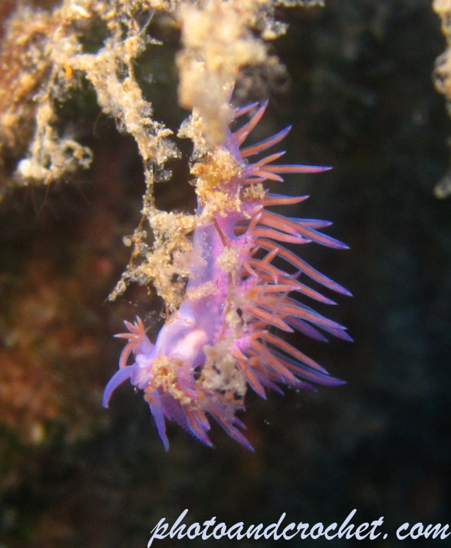 Nudibranch - Image