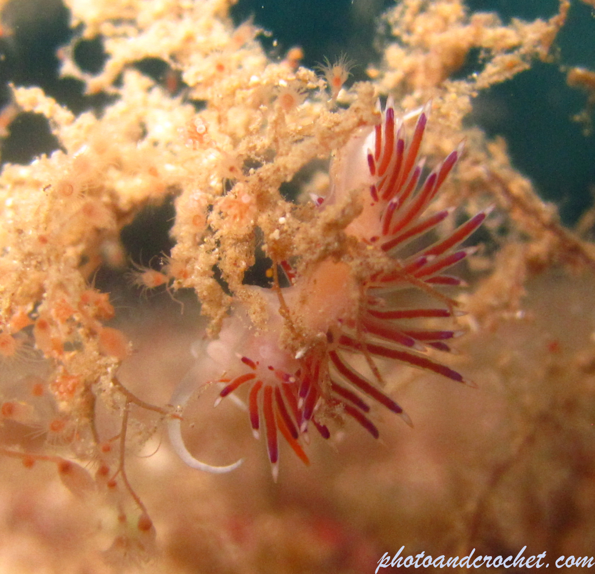 Nudibranch - Image