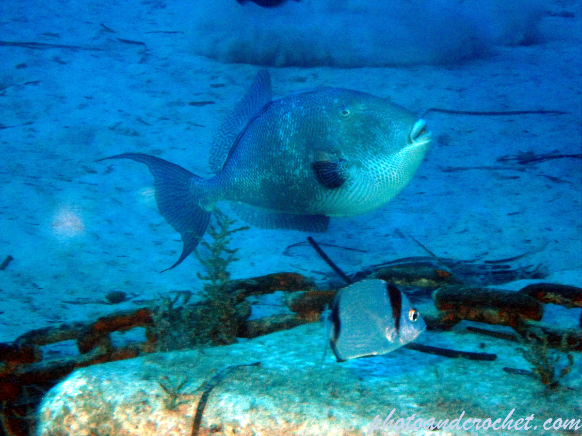 Triggerfish - Image