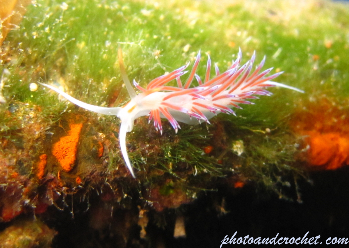 Nudibranch - Image