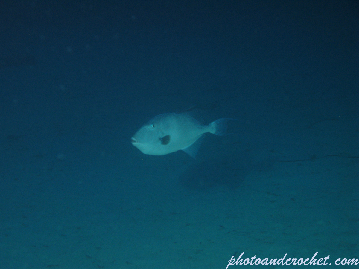 Triggerfish - Image