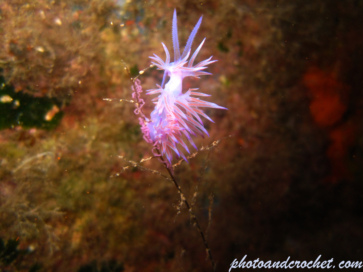 Nudibranch - Image