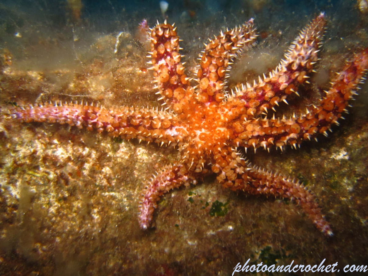 Coscinasteria tenuispina - Image