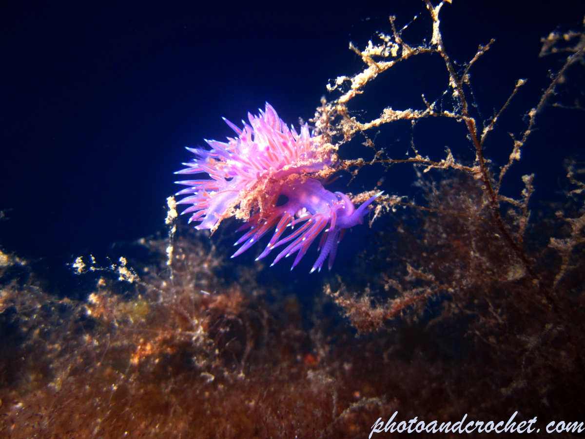 Nudibranch - Image