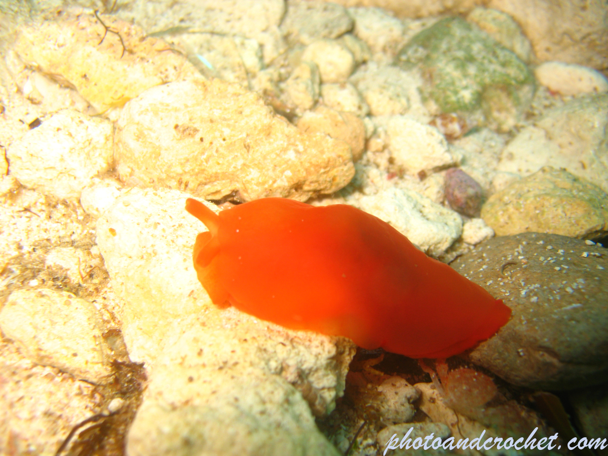 Sea hare - Image