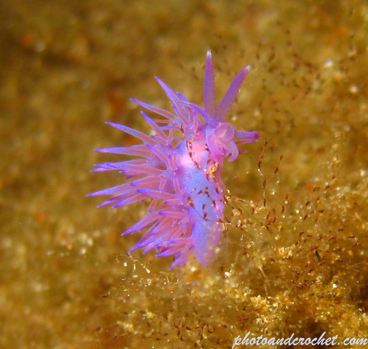 Nudibranch - Image