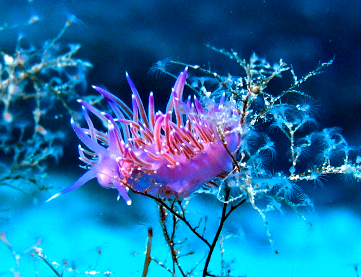 Nudibranch - Image