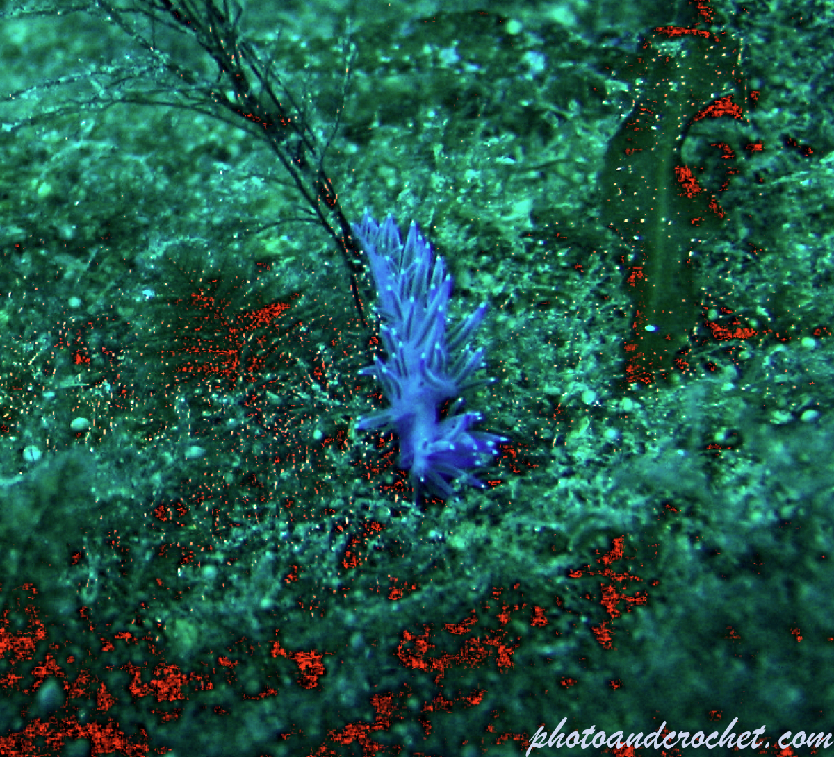 Nudibranch - Image
