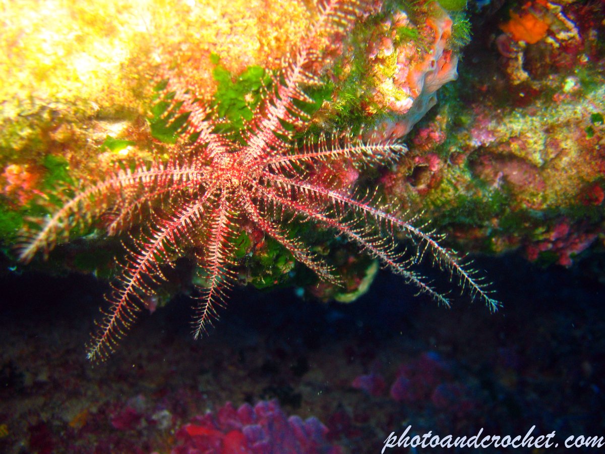 Crinoid - Image