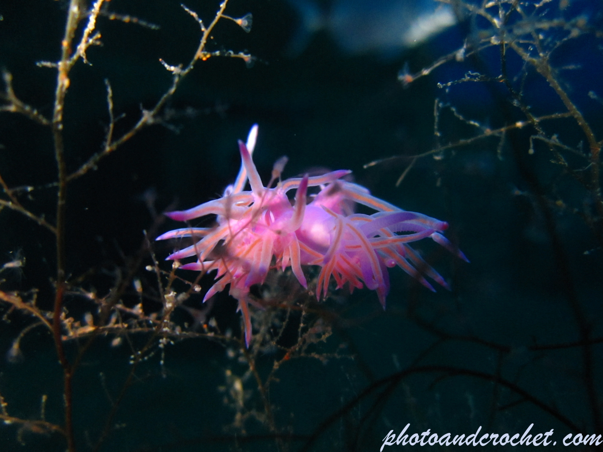 Nudibranch - Image