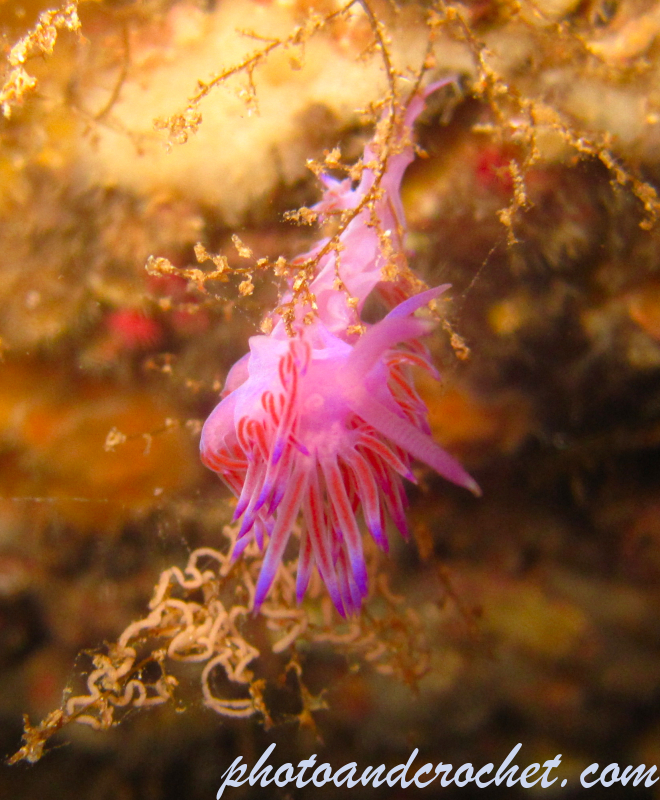 Nudibranch - Image