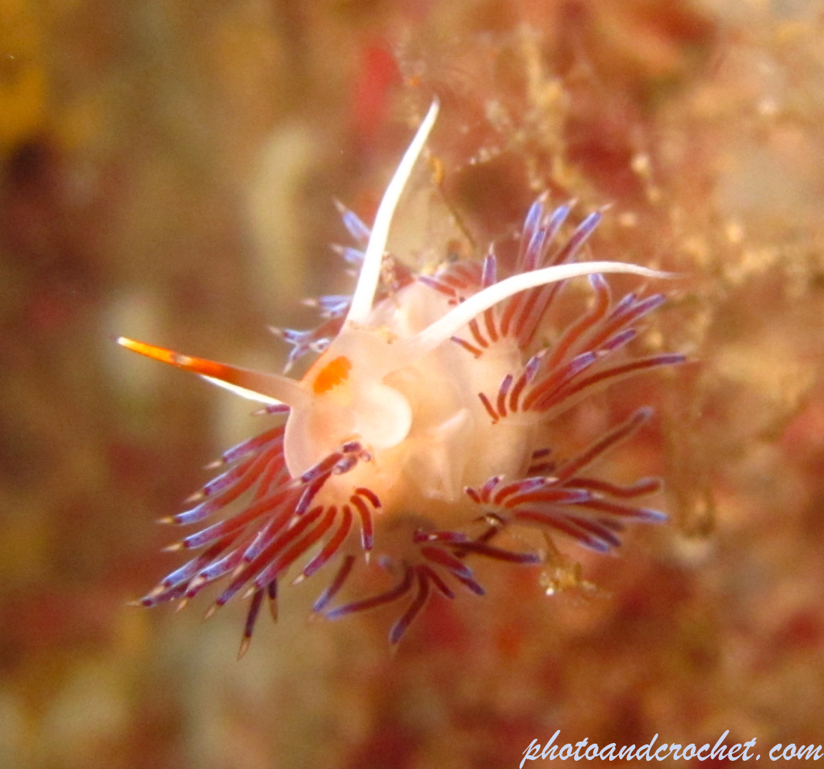 Nudibranch - Image