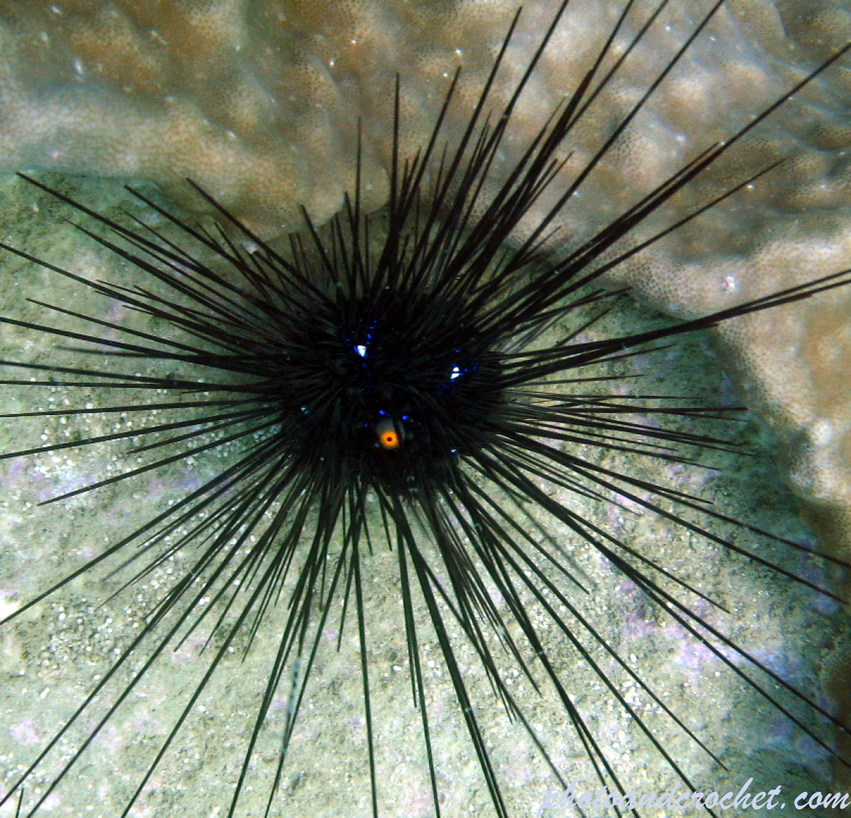 Long-spined black sea urchin - Image
