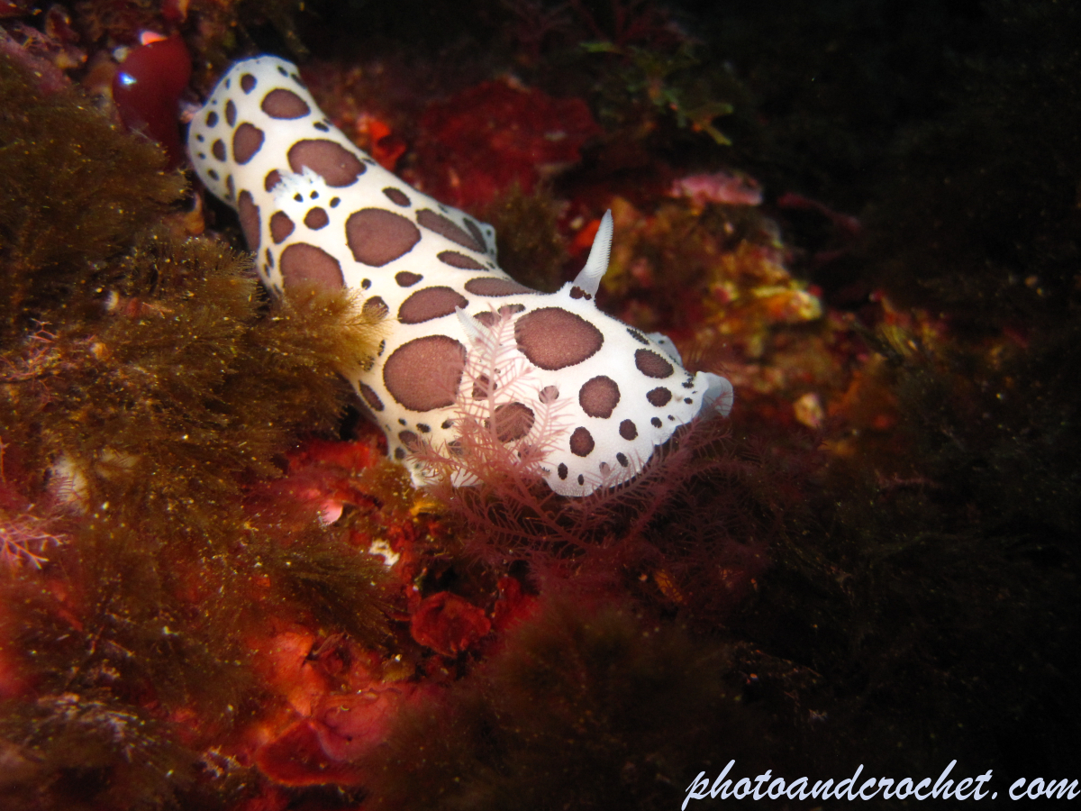 Nudibranch - Image