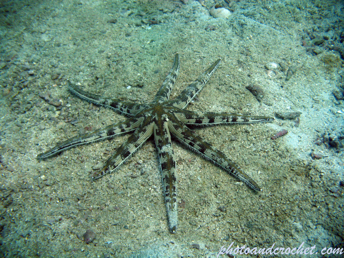 Sea star - Image