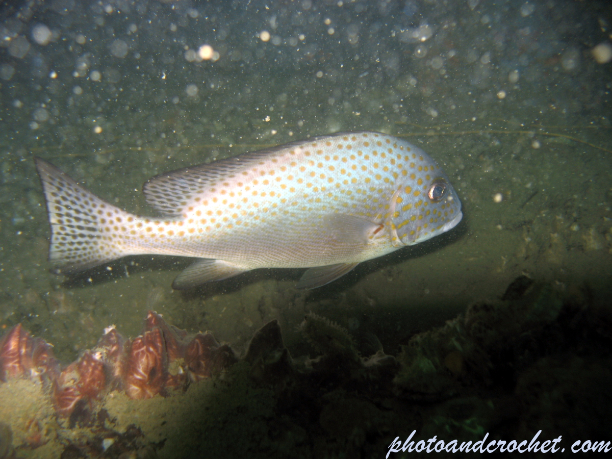 Painted Sweetlips - Image