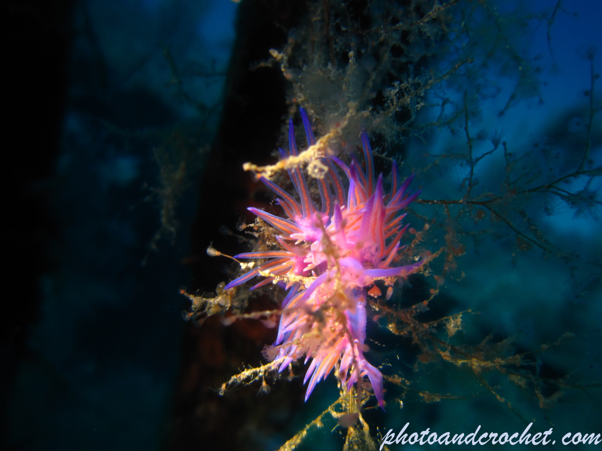Nudibranch - Image