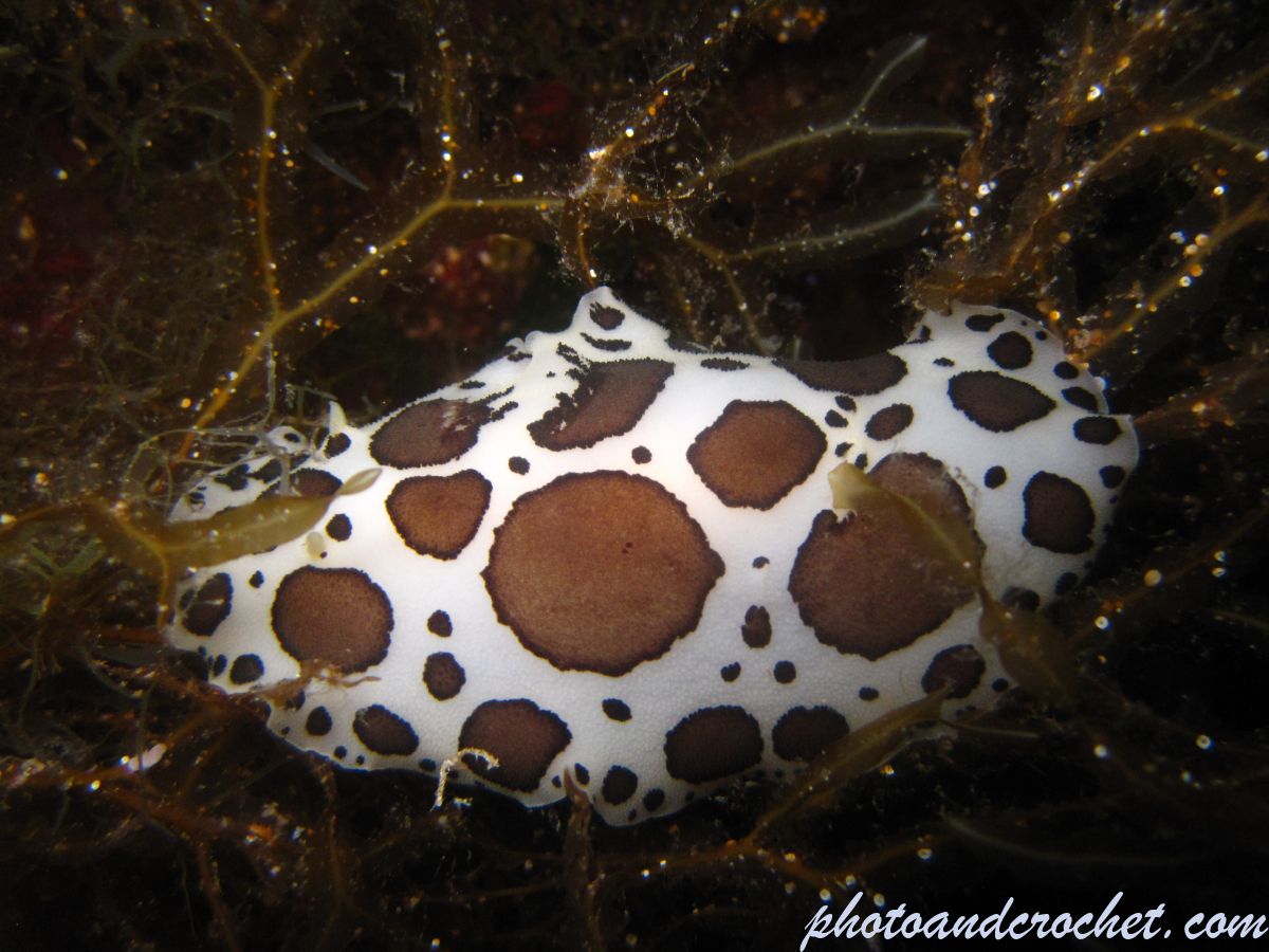 Nudibranch - Image