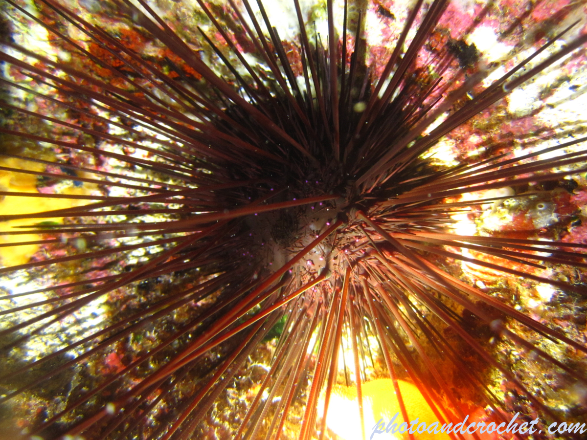 Long-spined black sea urchin - Image