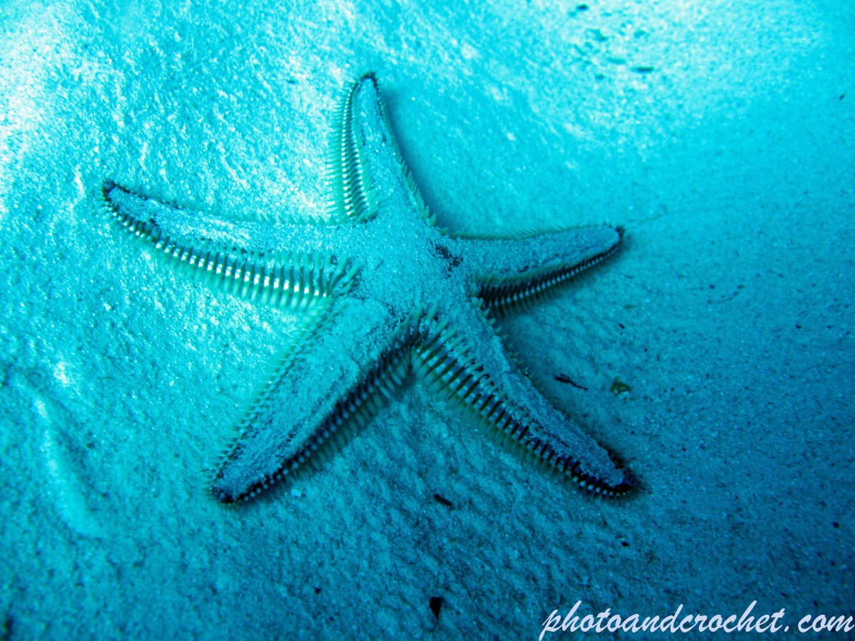 Cushion Star - Image